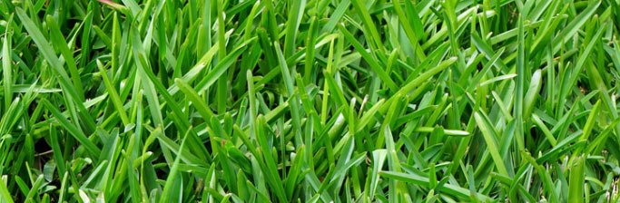 7 Best Homemade Weed Killer Recipes – Deal With Weed