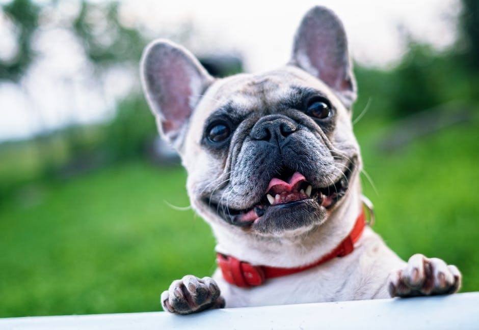 Pet Tax Deductions