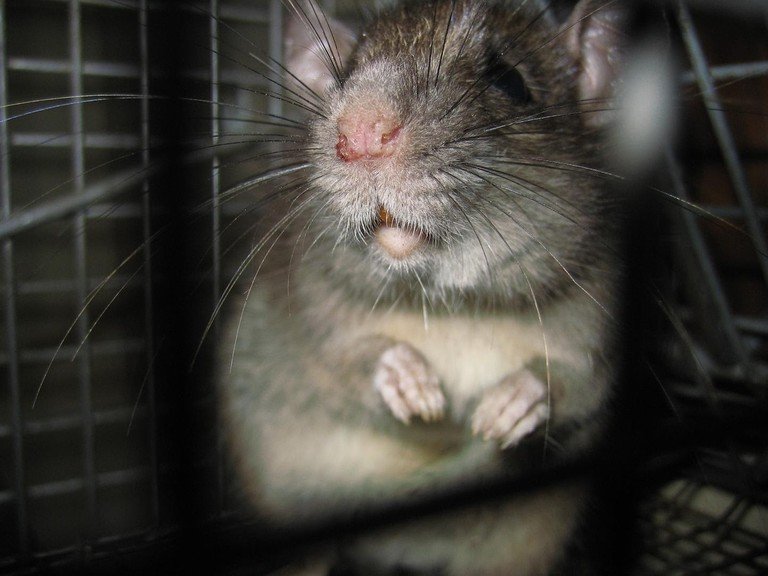 The best humane pest control techniques